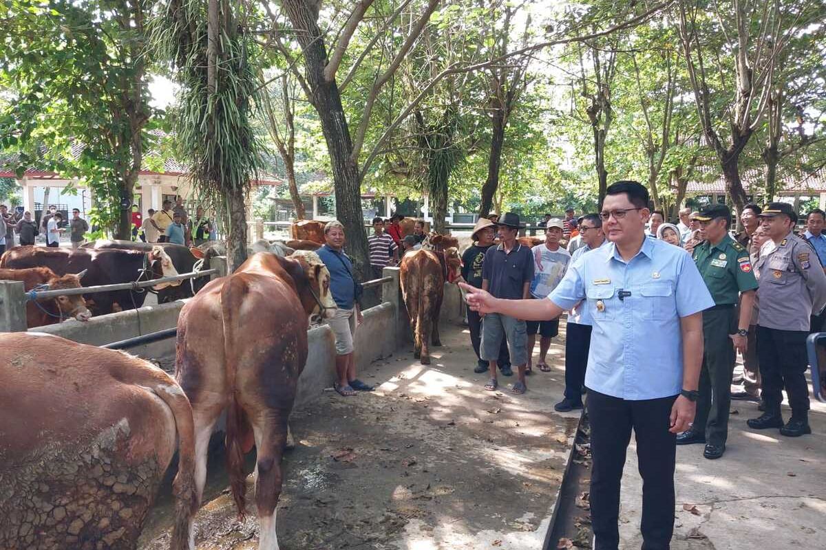 Wakil Bupati Sleman Danang Maharsa saat memantau ketersediaan hewan kurban di pasar hewan Ambarketawang Gamping, Selasa (4/06/2024).