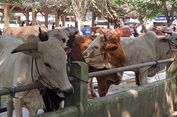 Harga Sapi Kurban di Sleman Mulai Merangkak Naik Jelang Idul Adha 