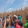 Kunjungi Desa Agrowisata di Pekanbaru, Wamentan Ikut Panen Jagung