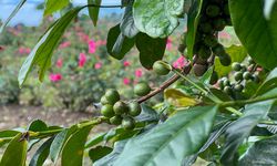Harga Kopi Capai Titik Termahal dalam 50 Tahun, Sayangnya Perubahan Iklim Sebabnya