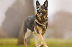 7 Fakta Menarik Anjing German Shepherd, Cerdas dan Bantu Tugas Polisi