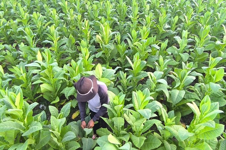 Petani membersihkan hama pada daun tembakau di Desa Teja Barat, Pamekasan Jawa Timur, Minggu (24/8/2025)