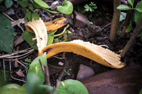 Kulit Pisang Bisa Suburkan Tanaman Hias, Mitos atau Fakta?