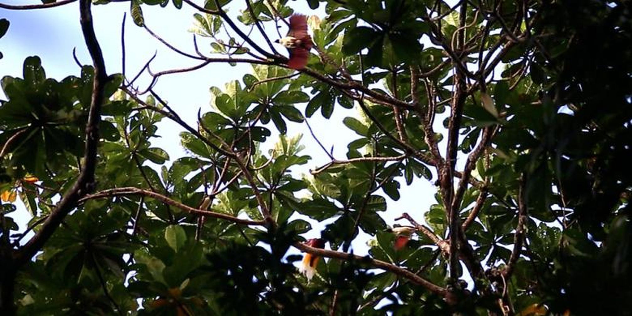 830 Gambar Burung Cendrawasih Di Pohon Terbaik