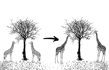Ilustrasi teori evolusi Lamarck pada jerapah