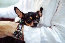 Ingin Berinvestasi, Pilih Jam Tangan atau Anjing? 