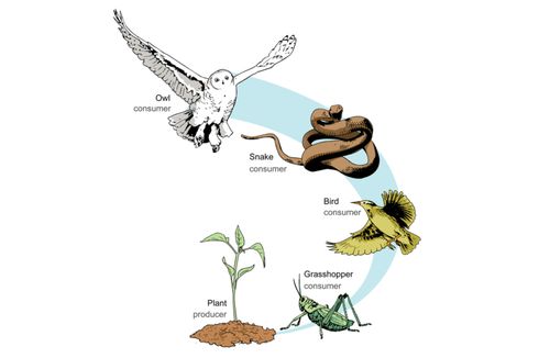 Komponen Biotik Berdasarkan Perannya