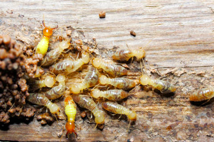 Jenis-Jenis Rayap yang Sering Menyerang Rumah di Indonesia