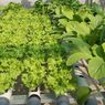 12 Tanaman Sayuran Hidroponik yang Cepat Tumbuh dan Panen