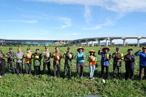 Lahan Menganggur di Bandara YIA Kulon Progo Disulap Jadi Kebun Semangka, Hasilkan 30 Ton 