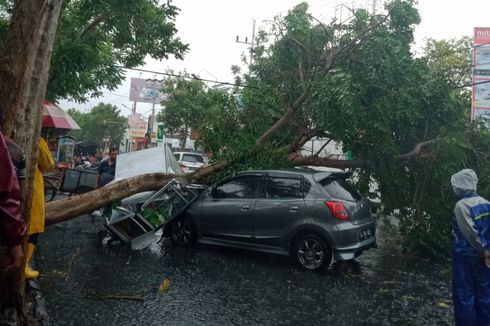 Asyik Ngopi, Mahasiswa di Kediri Tewas Tertimpa Pohon