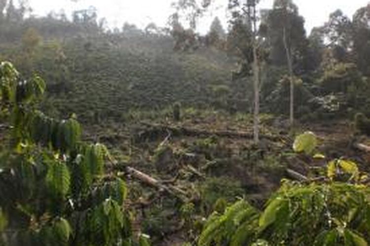 Salah satu perkebunan kopi milik perambah yang berada di dalam kawasan hutan lindung bukit sanggul, Kabupaten Seluma, Bengkulu. warga menemukan tidak kurang dari 20 hektare kawasan lindung tersebut telah dibuka oleh perambah