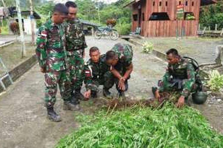 TNI temukan ladang ganja di Kabupaten Keerom, Papua, Kamis (31/3/2016)
