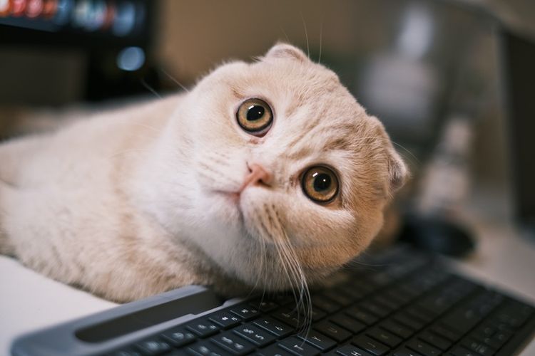 Ilustrasi kucing di atas keyboard.
