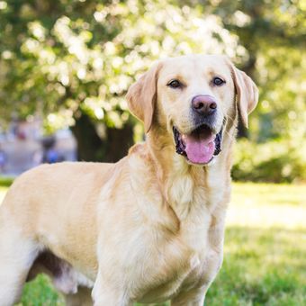 Ilustrasi anjing Labrador retriever.