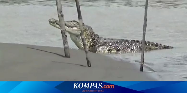 Video Detik-detik Buaya 5 Meter Muncul Lagi di Sungai Budong-budong