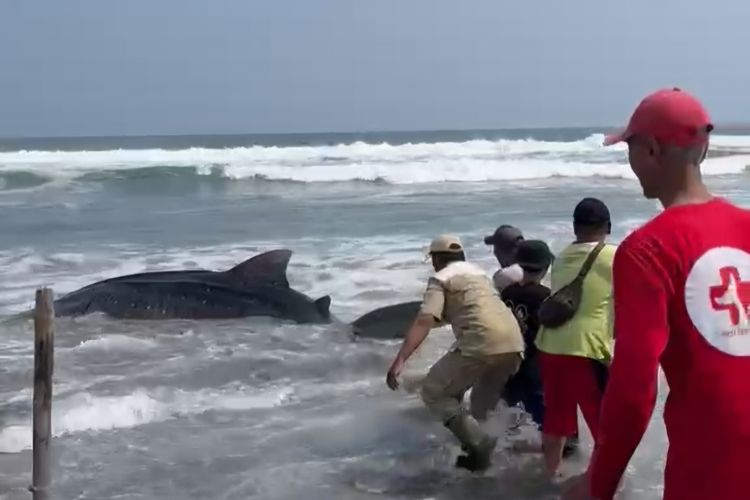 Hiu Paus Sepanjang 6,6 Meter Terdampar di Pantai Kebumen, Penanganan Berlangsung 13 Jam