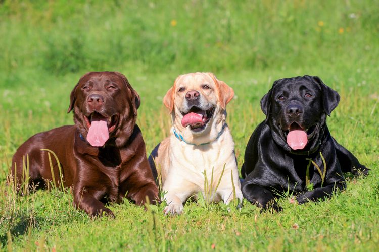 Ilustrasi anjing Labrador Retriever.