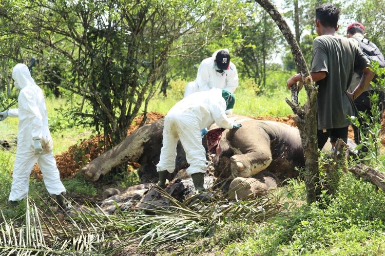 Sejumlah petugas melakukan nekropsi atau bedag bangkai gajah sumatera (elephas maximus sumatranus) yang ditemukan di kebun jeruk yang jaraknya sekitar 150 meterdari TNGL. Gajah ini ditemukan sudah tanpa caling dan ada luka tusukan. Diduga caling sudah diambil orag.