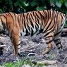 Benarkah Harimau Merasa “Ketagihan” Memangsa Manusia ketimbang Satwa?