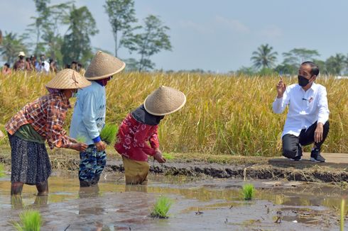 Panen Raya di Malang, Presiden Jokowi: Produksi Padi Harus Dihitung Secara Pasti