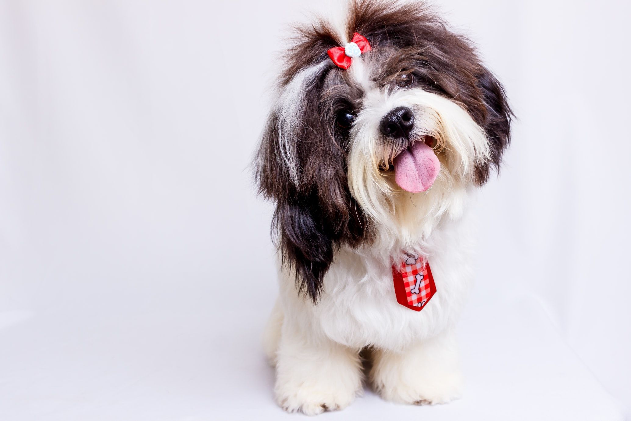10 Ras Anjing Kecil yang Senang Dipangku Pemiliknya