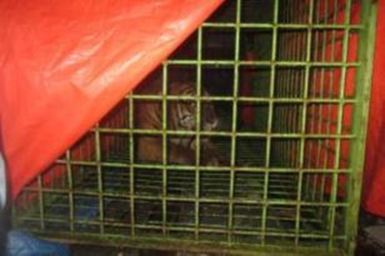 Harimau diamankan petugas BKSDA Bengkulu