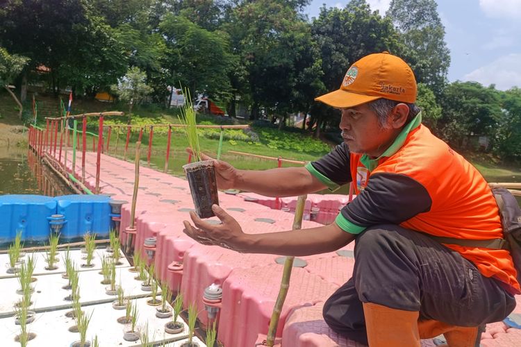 Penampakan Padi Apung di Waduk Elok, Penggilingan, Cakung, Jakarta Timur, Jumat (29/3/2024).