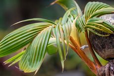 Simak, Cara Membuat Bonsai Kelapa 