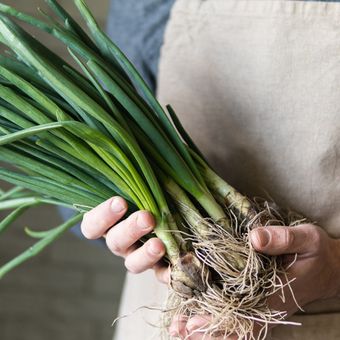 Ilustrasi daun bawang. 