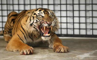 Unduh 8500 Gambar Harimau Mau Menerkam  Gratis