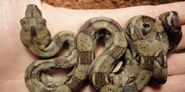 660+ Gambar Hewan Tidak Bertulang Belakang Gratis Terbaik