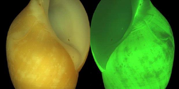 Siput Laut Ini Bisa Pancarkan Cahaya Kilasdaerah Kompas Com