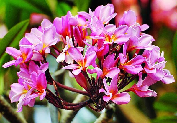 Wow 17 Gambar Bunga Kamboja Terbagus Gambar Bunga Hd