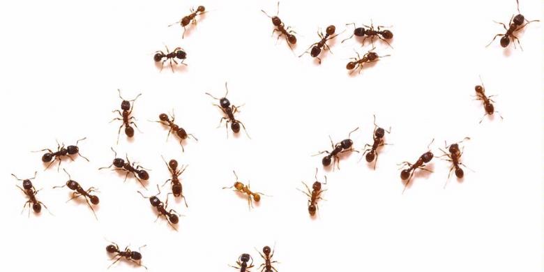 Spesies Semut Terbanyak Ada di Queensland