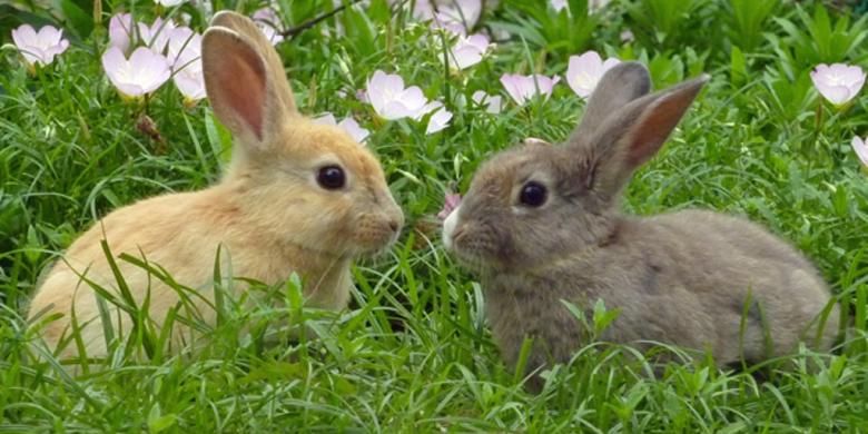 Okunoshima Pulau Untuk Pencinta Kelinci