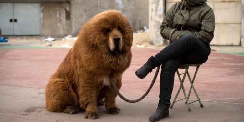 Singa Di Sebuah Kebun Binatang China Ternyata Seekor Anjing