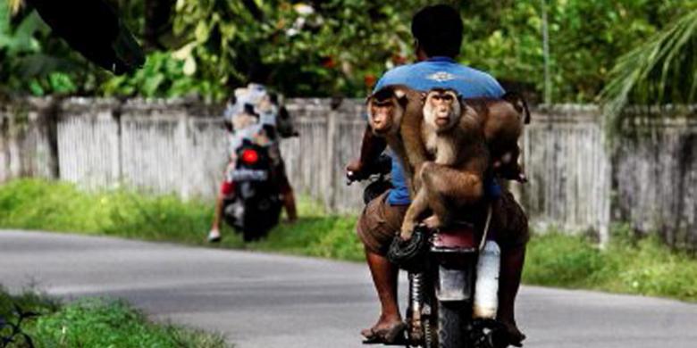 Hasil carian imej untuk beruk pemetik kelapa