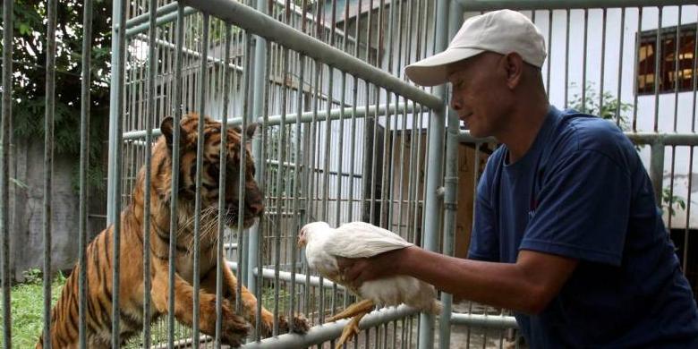 Hilang Insting Liar, Harimau Ini Cuma Menjilati Saat 