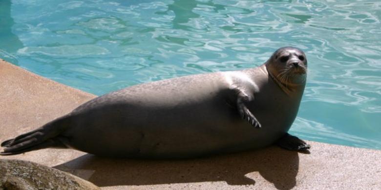 Wanita Jerman Diam Diam Berenang Di Kolam Singa Laut Kebun