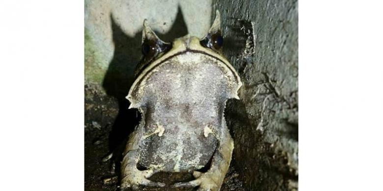 Katak Bertanduk Jadi Hewan  Peliharaan Warga Bengkulu 