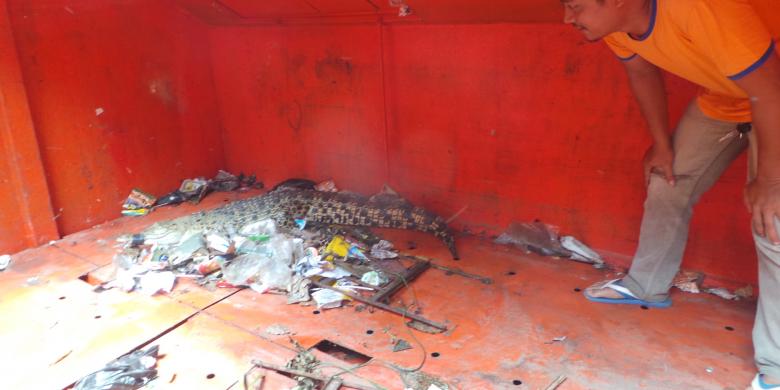 Buaya di Kampung Pemulung Tebet Jadi 