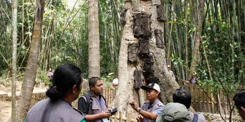Di Toraja, Jenazah Bayi Dimakamkan di Pohon