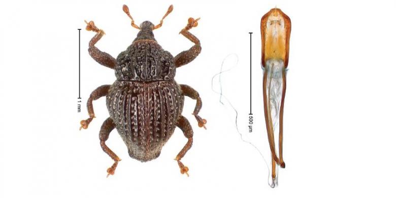 Jelajahi Hutan, Ilmuwan Ungkap 98 Jenis Kumbang yang Tak ...