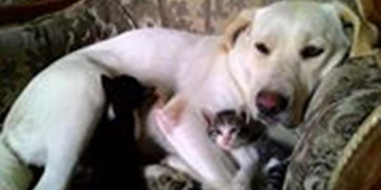 Duma, Anjing Labrador yang Rawat dan Susui 4 Anak Kucing 