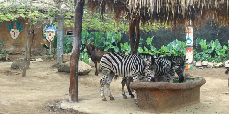 Menguak Rahasia di Balik Batu Secret Zoo