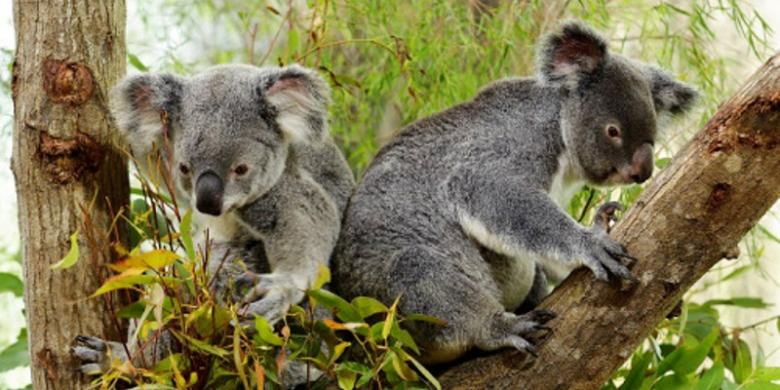 Liburan Sekolah Bertemu Koala Di Singapura Kilasdaerah Kompas Com