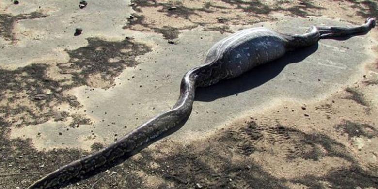 Seekor Ular Piton Mati Usai Menelan Landak