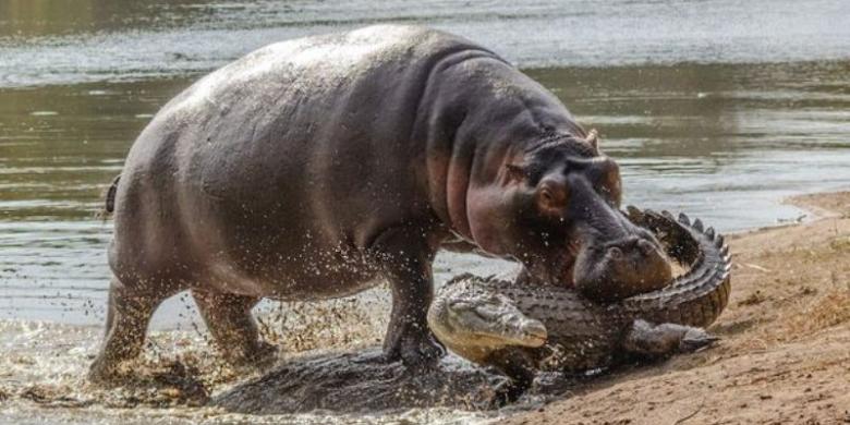 Dua Tahun Alami Kekeringan Taman Nasional Kruger 