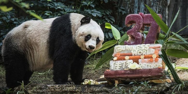 Panda Tak Lagi Terancam Punah Tetapi Tetap Rentan Kilasdaerah